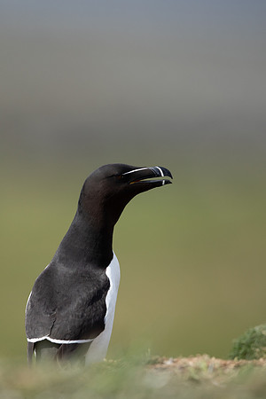 Razorbill, Lunga, May 2021
