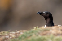 Razorbill, Lunga, May 2021.