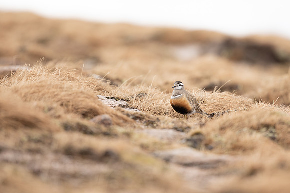 Dotterel, Cairngorms, June 2021