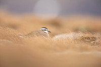 Dotterel, Cairngorms, June 2021