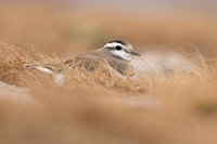 Dotterel, Cairngorms, June 2021