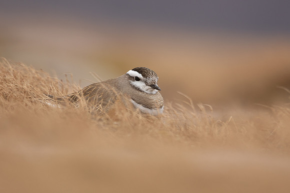 Dotterel, Cairngorms, June 2021