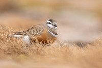 Dotterel, Cairngorms, June 2021