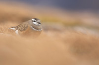 Dotterel, Cairngorms, June 2021