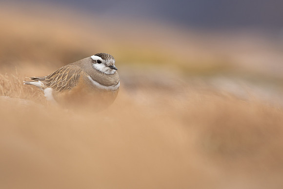 Dotterel, Cairngorms, June 2021
