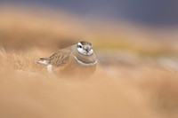 Dotterel, Cairngorms, June 2021