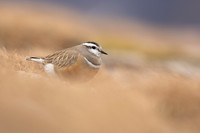 Dotterel, Cairngorms, June 2021