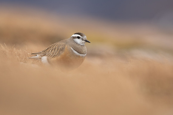 Dotterel, Cairngorms, June 2021