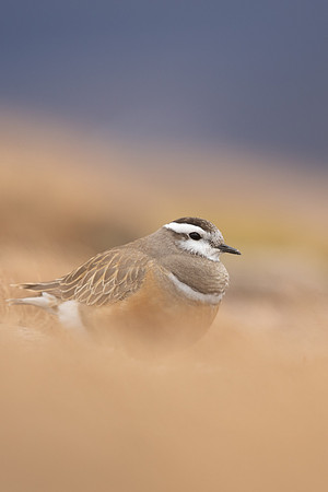 Dotterel, Cairngorms, June 2021