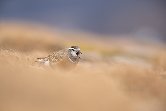 Dotterel, Cairngorms, June 2021
