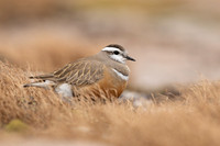 Dotterel, Cairngorms, June 2021