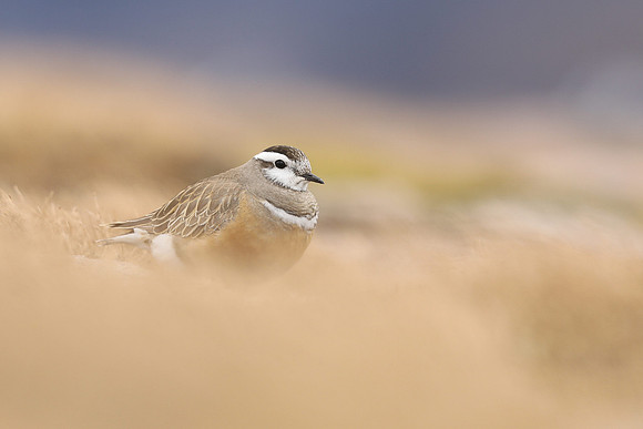 Dotterel, Cairngorms, June 2021