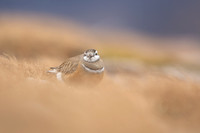 Dotterel, Cairngorms, June 2021