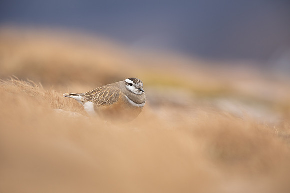 Dotterel, Cairngorms, June 2021