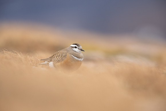 Dotterel, Cairngorms, June 2021