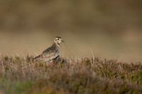 Golden Plover