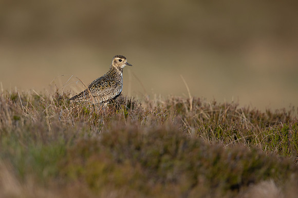 Golden Plover, Lochindorb, June 2021