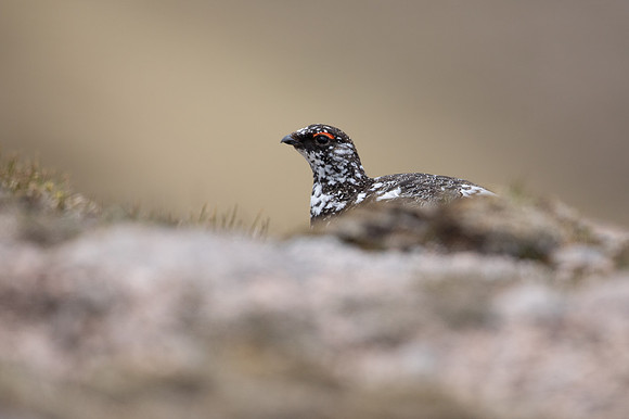 Ptarmigan, Cairngorms, June 2021