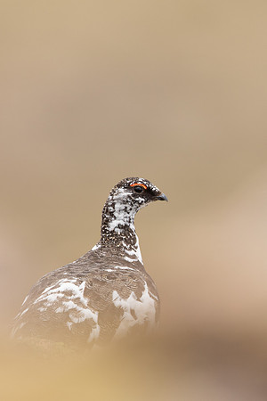 Ptarmigan, Cairngorms, June 2021