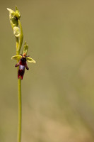 Fly Orchid, Selsey Common, May 2024