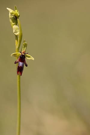 Fly Orchid, Selsey Common, May 2024