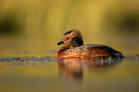 Slavonian Grebe, Iceland, May 2022