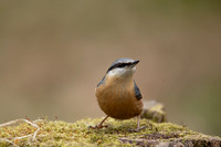 Nuthatch, Forest of Dean, April 2021