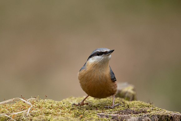 Nuthatch, Forest of Dean, April 2021