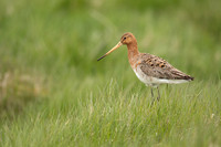 Black-tailed Godwit, Floi, Iceland, June 2022.