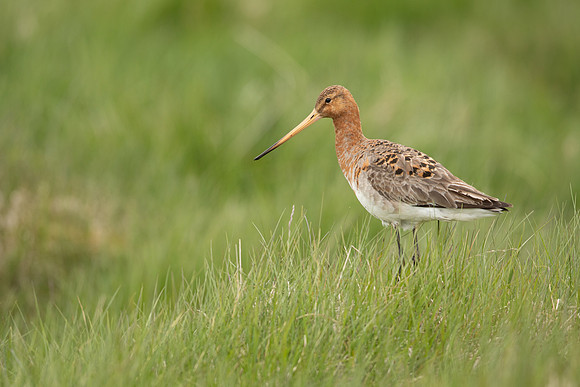 Black-tailed Godwit, Floi, Iceland, June 2022.