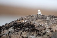 Snow Bunting, Raufarhofn, Iceland, June 2022