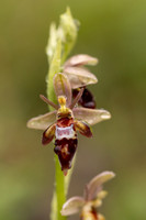 Woodcock x Fly Orchid, Dorset, May 2024.