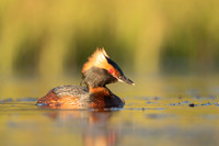 Slavonian Grebe