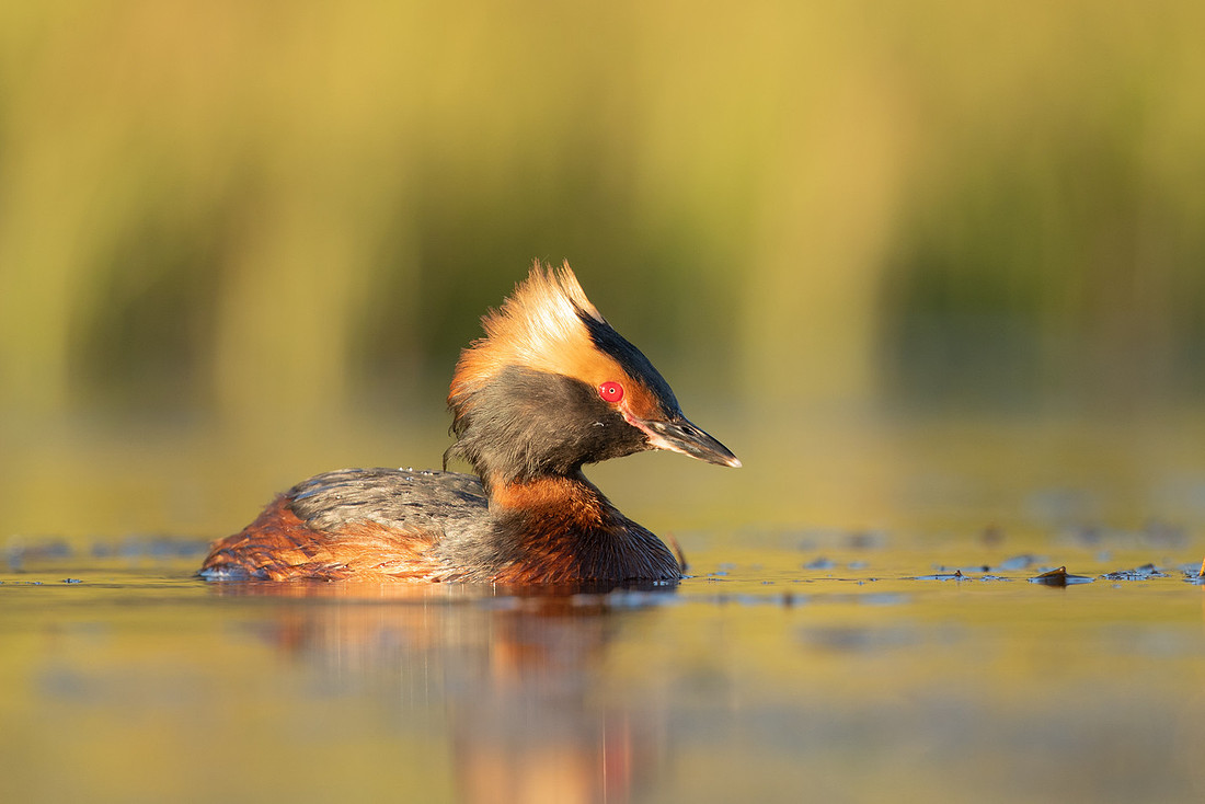 Slavonian Grebe, Iceland, May 2022