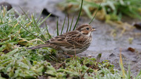 Little Bunting, Forest Farm, Feb 2015