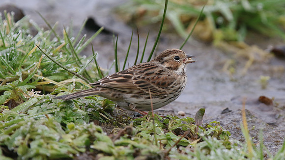 Little Bunting, Forest Farm, Feb 2015