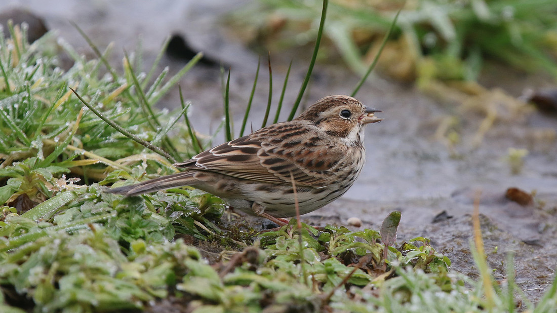 Little Bunting, Forest Farm, Feb 2015