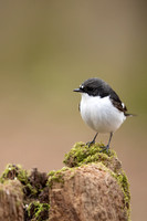 Pied Flycatcher, Forest of Dean, April 2021