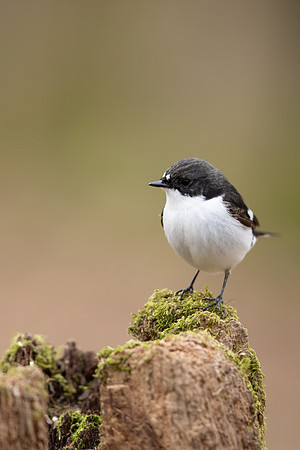 Pied Flycatcher, Forest of Dean, April 2021