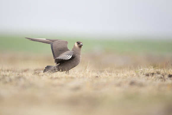 Arctic Skua,Snæfellsnes peninsula, Iceland, June 2022