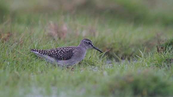 Wood Sandpiper, Northwick Warth, August 2014