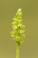 Musk Orchid, Cleeve common, June 2022