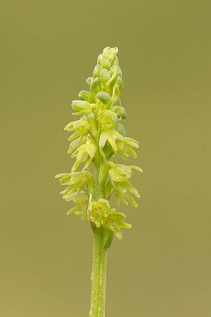 Musk Orchid, Cleeve common, June 2022