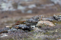 Ptarmigan, Mount Alias, Finland, June 2025