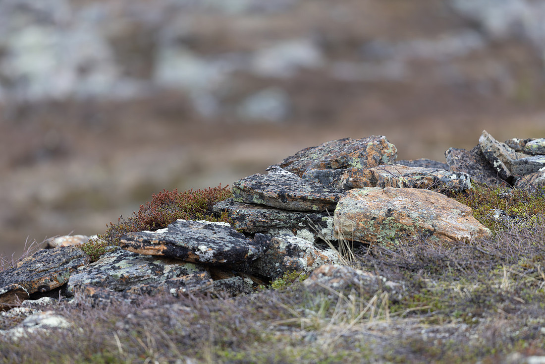 Ptarmigan, Mount Alias, Finland, June 2025
