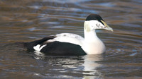Eider Duck, slimbridge, December 2014