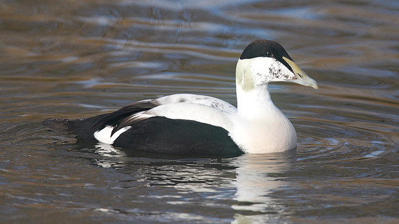 Eider Duck, slimbridge, December 2014