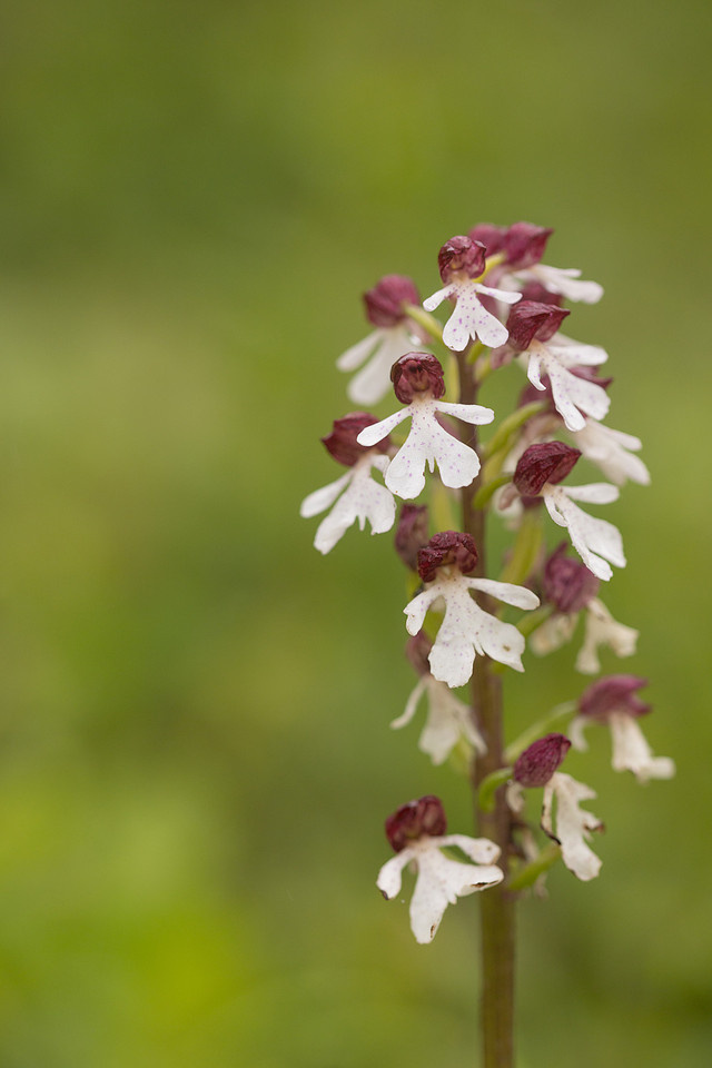 Lady Orchid, Bonsai Bank, May 2024
