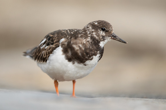 Turnstone, Lyme Regis, March 2022