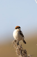 Woodchat Shrike, Anarita, Cyprus, April 2024